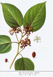 植物提取物價(jià)格 植物提取物廠家 植物提取物批發(fā)