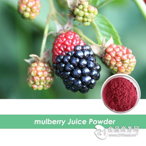 西安旭煌生物 工廠直銷高品質(zhì)桑葚粉，批發(fā)價格優(yōu)勢顯著